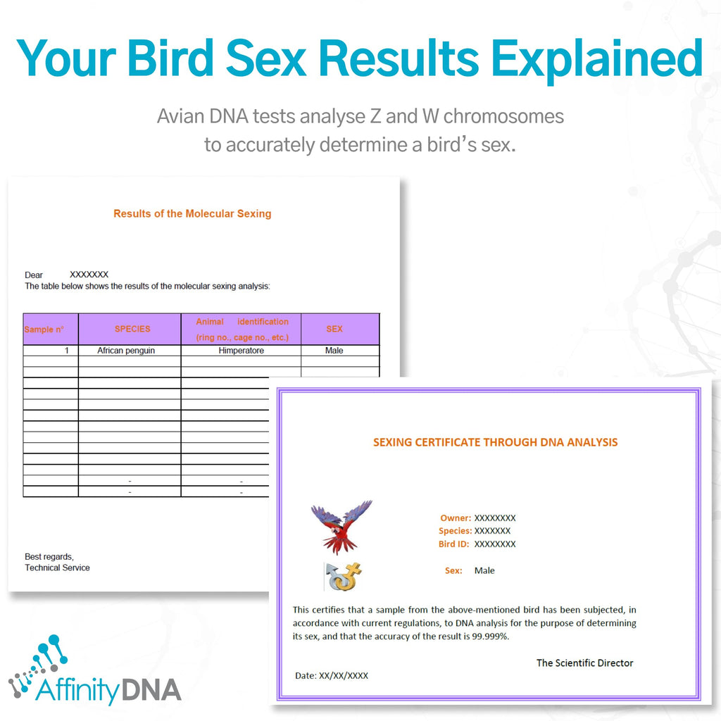 Bird Gender DNA Test Kit R2006