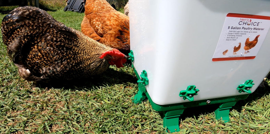 5 Gallon Chicken Waterer with 8 Nipples T73326