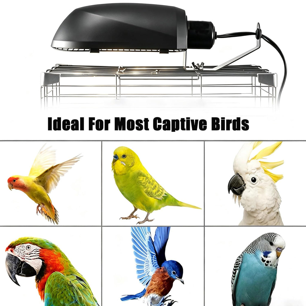 Bird Cage Light Fixture Combo Kit with Bulb V340185