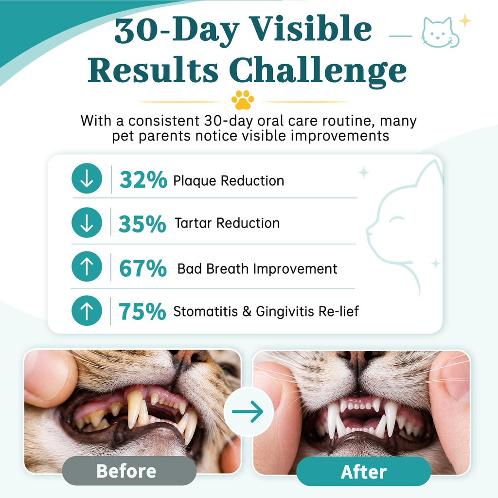 Cat Dental Care Oral Health I39779