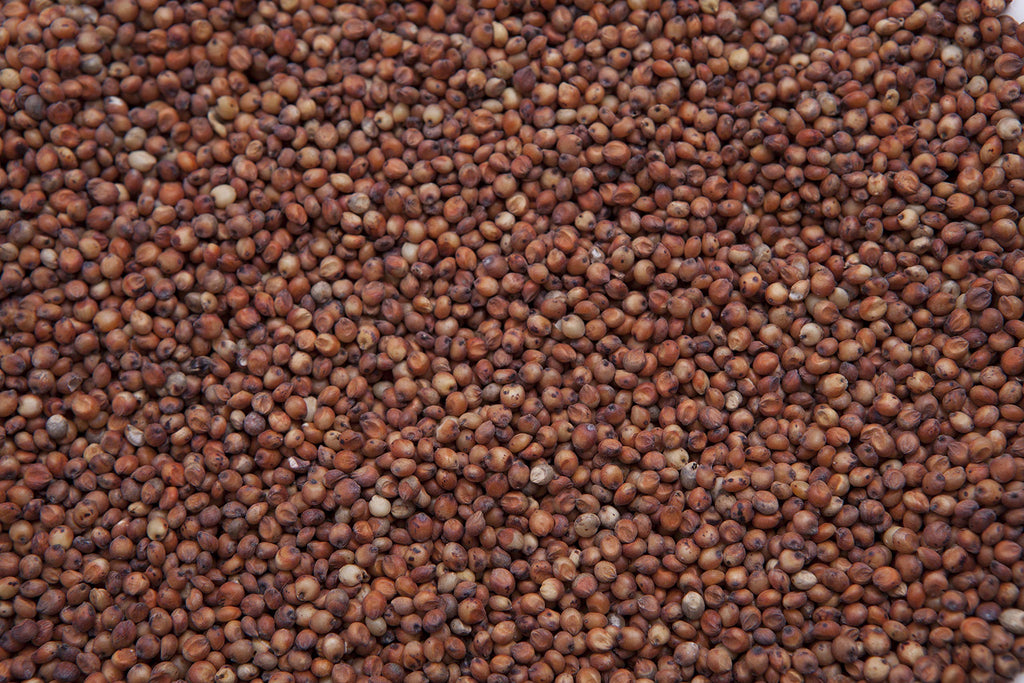 Red Milo Grain Sorghum S930188
