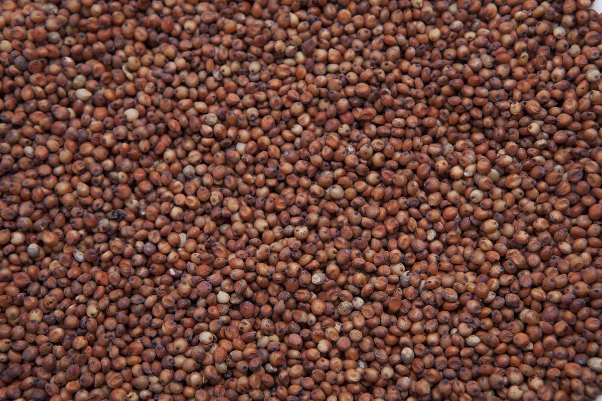 Red Milo Grain Sorghum S930188